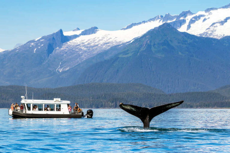 The Different Types Of Boats Used For Whale Watching In Juneau