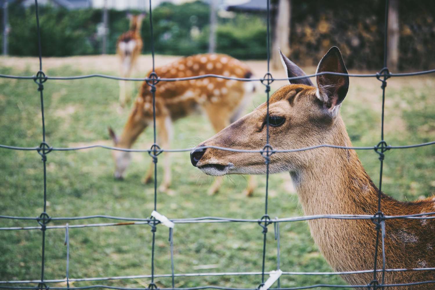Deer Fence